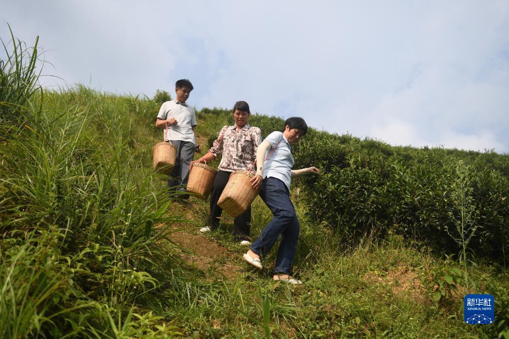 在廣西蒼梧縣六堡鎮(zhèn)山坪村，祝雪蘭（前）和村民采茶后走下茶山（2022年9月22日攝）。新華社記者 陸波岸 攝